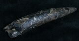 Fossil Sperm Whale Tooth - Georgia #6474-2